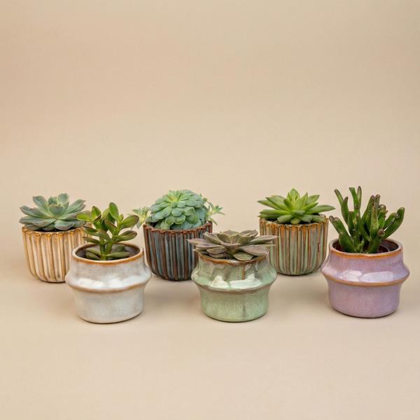 Succulents Set of 6 in Ceramic Mini Pot Barcelona - ↑ 8–12 cm