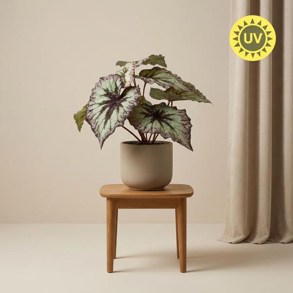 Begonia 26 cm - Kunstplant in pot – UV - Artificial plant