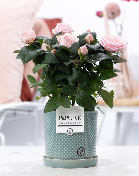 Rosa Light Pink In P&PURE Lauren Ceramics - Ø12cm - ↕30cm