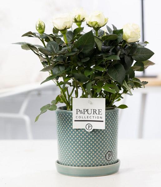 Rosa White In P&PURE Lauren Ceramics - Ø12cm - ↕30cm