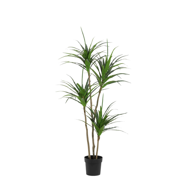 ARTIFICIAL Dracaena - 165cm