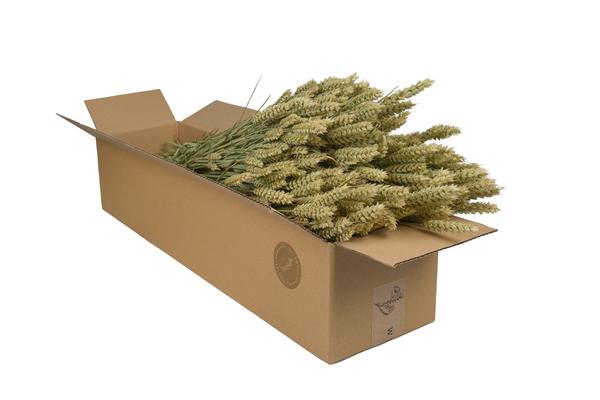Dried flowers - Tarwe (Triticum) - Natural - 4 bushes - ↕60cm